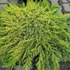 Juniperus communis 'Lemon Carpet' 15-20 C 2,5 L