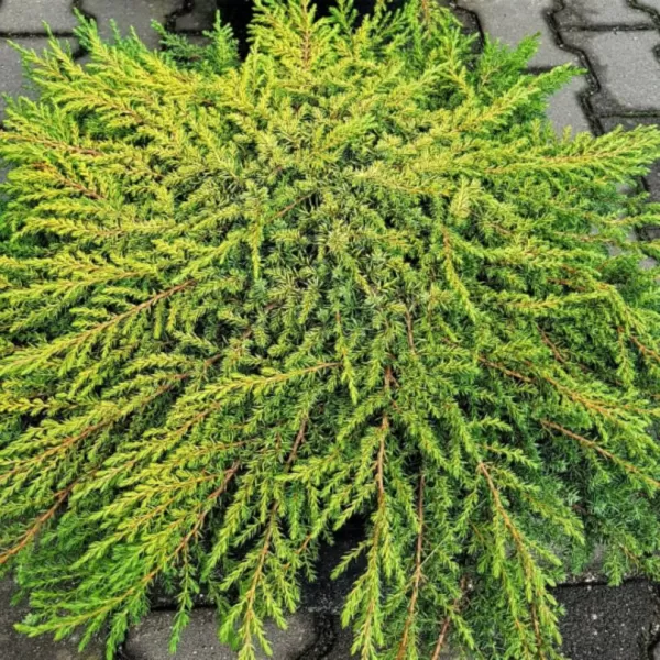 Juniperus communis 'Lemon Carpet' 15-20 C 2,5 L