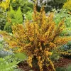 Cytisus (P) 'Apricot Gem' 20-30 VKR1,5L