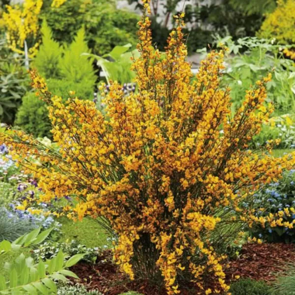 Cytisus (P) 'Apricot Gem' 20-30 VKR1,5L
