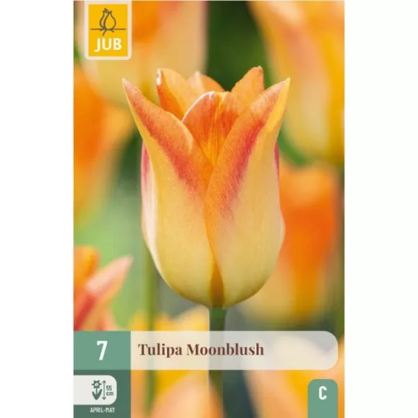 Karta - Tulipán - Moonblush (7 cibulí) "C"