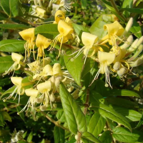 Lonicera acuminata 60/+ RP 2 L