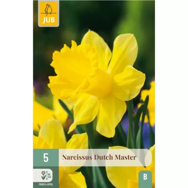 Karta - Narcis - Dutch Master (5 cibulí) "B"