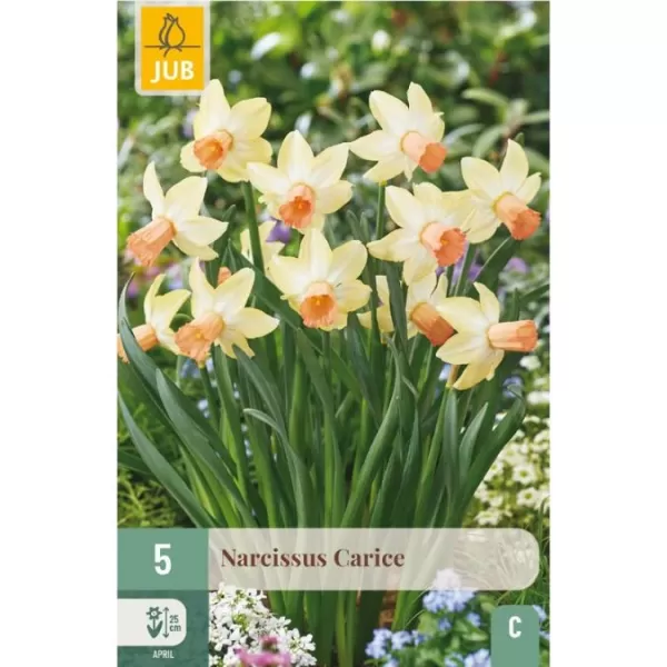 Karta - Narcis - Carice (5 cibulí) "C"
