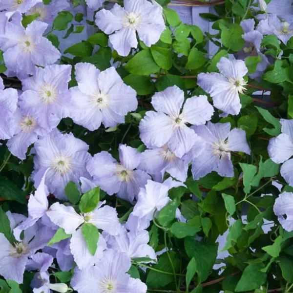 Clematis 'Blue Angel' modrý 40/+ RP 2 L