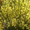 Cytisus 'Luna' 20-30 VKR1,5L
