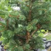 Picea pungens 'Lucky Strike' C5L