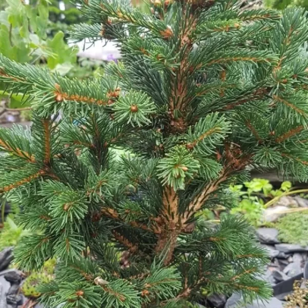 Picea pungens 'Lucky Strike' C5L