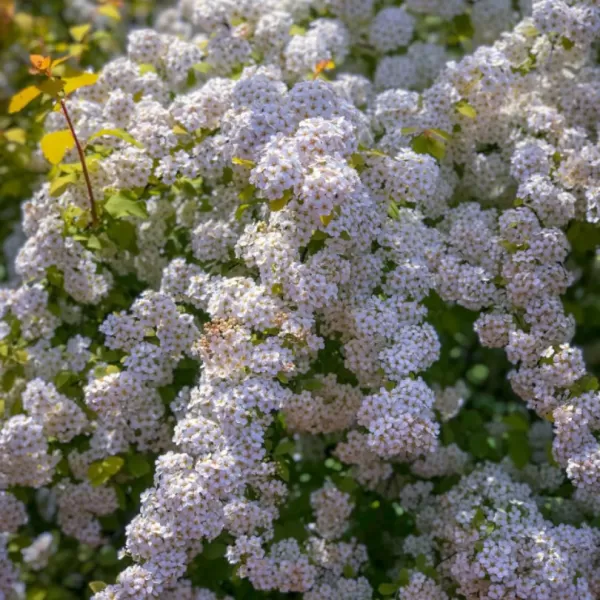 Spiraea vanhouttei 30-40 VKR1,5L