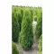 Thuja occidentalis 'Smaragd 40-60 C3L