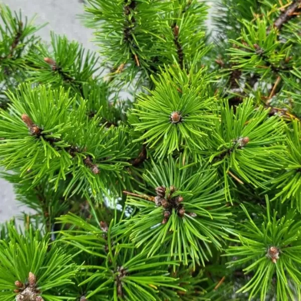 Pinus mugo 'Humpy' C5L