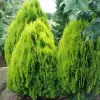 Thuja orientalis 'Aurea Nana' 20-25 C 2,5 L