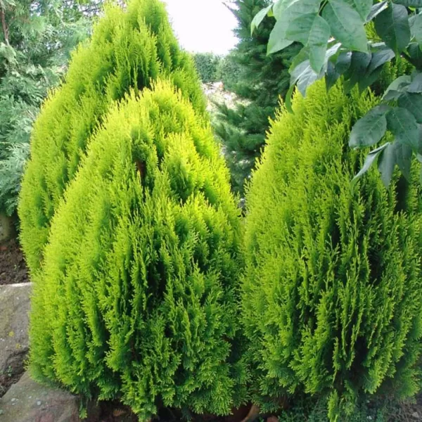 Thuja orientalis 'Aurea Nana' 20-25 C 2,5 L