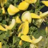 Cytisus 'Luna' 20-30 VKR1,5L