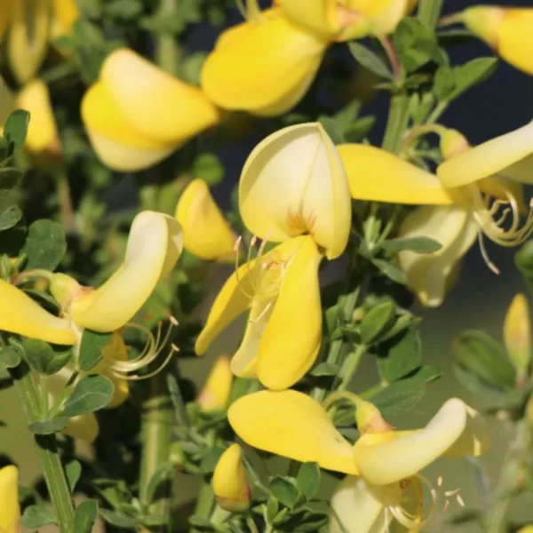 Cytisus 'Luna' 20-30 VKR1,5L