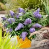 Buddleja davidii 'Candy Lila Sweet'® 20–30 VKR2L