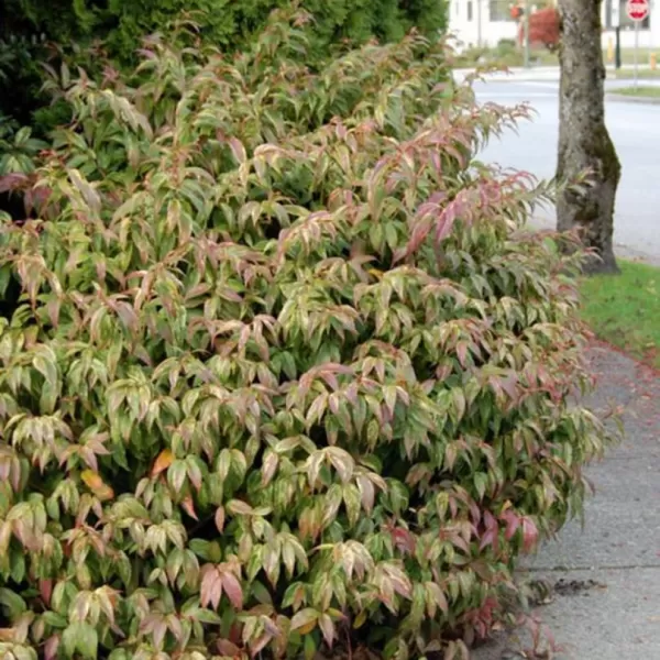Leucothoe walteri 'Rainbow' 20-30 VKR3L