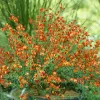Cytisus 'Lena' 20-30 VKR1,5L
