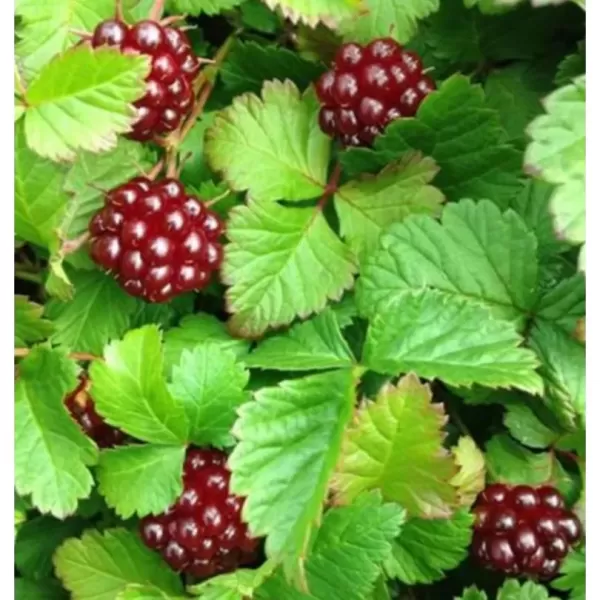 Rubus arcticus 'Sofia' 30-40 RP 2 L