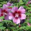 Hibiscus syriacus 'Russian Violet' 40–60 VKR4L