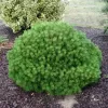 Pinus nigra 'Pierrick Bregeon' C13L