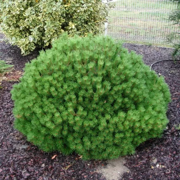 Pinus nigra 'Pierrick Bregeon' C13L