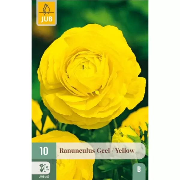 Karta - Pryskyřník - Ranunculus Yellow (10 cibulí) "B"
