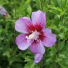 Hibiscus syriacus 'Maike' 40–60 VKR4L