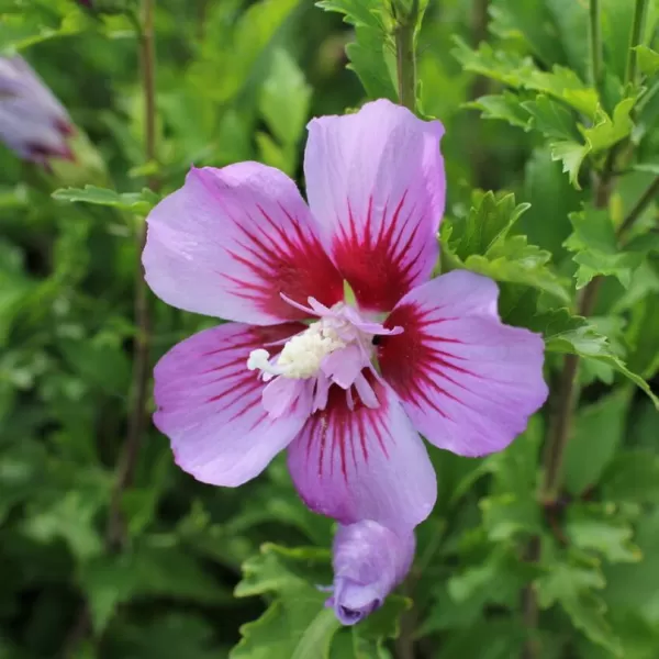 Hibiscus syriacus 'Maike' 40–60 VKR4L