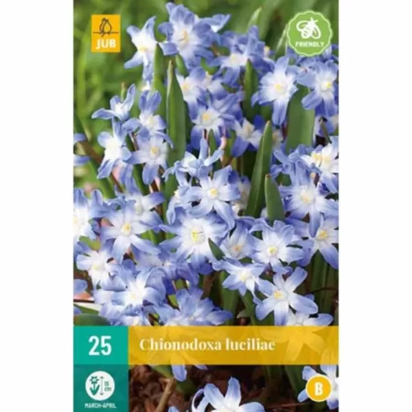 Karta - Ladonička - Chionodoxa Luciliae (25 cibulí) "B"