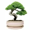 Mísa bonsai glazovaná s podmiskou ovál - krémová 25,5x20,8cm