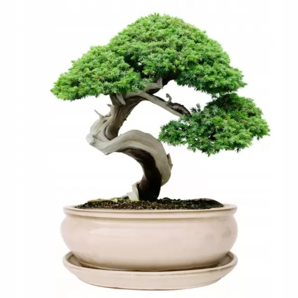 Mísa bonsai glazovaná s podmiskou ovál - krémová 25,5x20,8cm