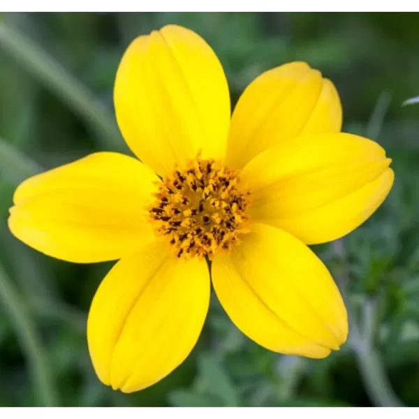 Bidens 11cm