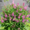 Buddleja davidii 'Candy Little Pink'® 30–40 VKR4L