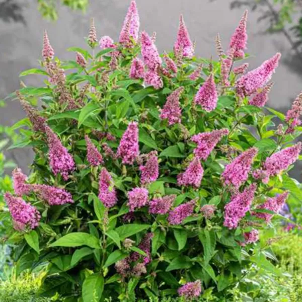 Buddleja davidii 'Candy Little Pink'® 30–40 VKR4L