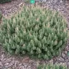 Pinus mugo 'Humpy' C5L