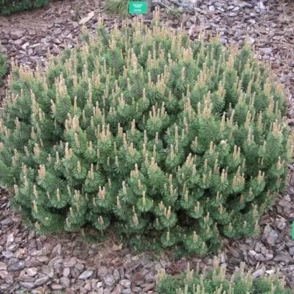 Pinus mugo 'Humpy' C5L