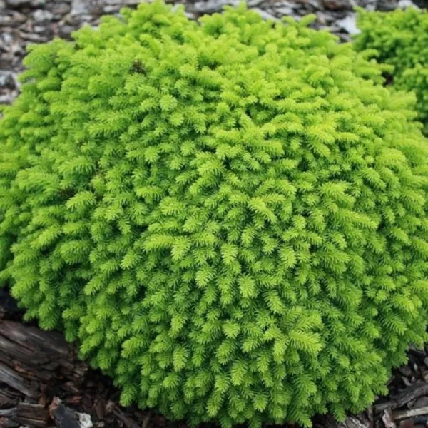 Picea abies 'Little Gem' C5L