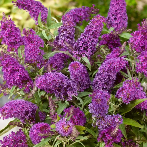 Buddleja davidii 'Candy Little Purple'® 30–40 VKR4L