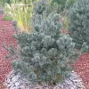 Pinus parviflora 'Negishi' C13L