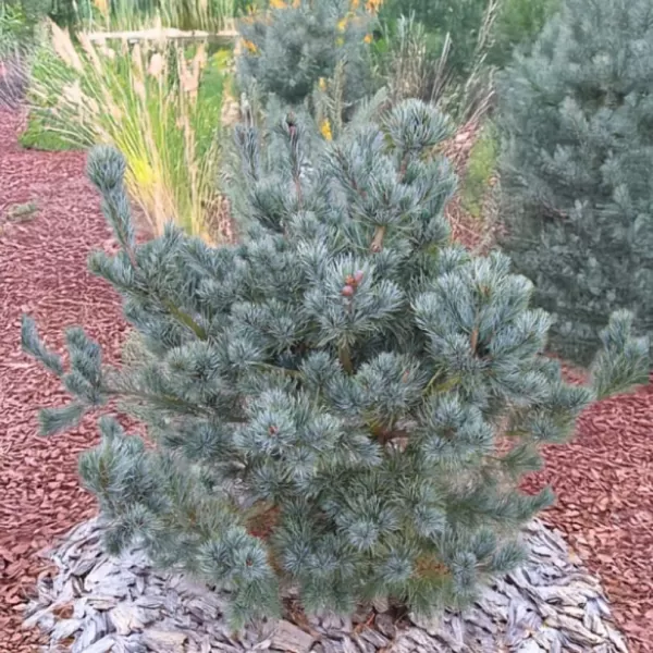 Pinus parviflora 'Negishi' C13L