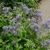 Ceanothus 'Marie Bleu' ® 20-30 C 2,5 L