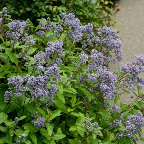 Ceanothus 'Marie Bleu' ® 20-30 C 2,5 L