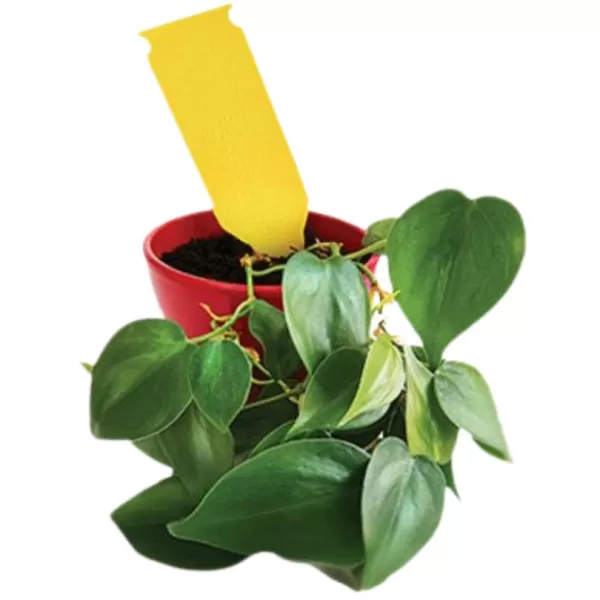 Lepové šipky žluté FloraBand bal/5ks