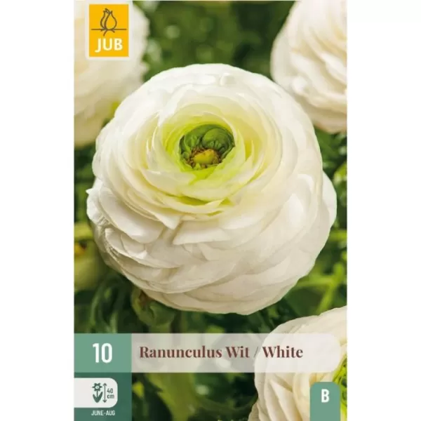 Karta - Pryskyřník - Ranunculus White (10 cibulí) "B"