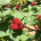 Rubus Raspberry Tower® 20-30 RP2L