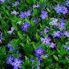 Vinca minor 10-15 VKR1,5L