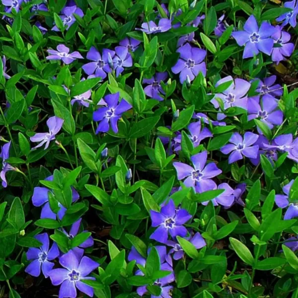 Vinca minor 10-15 VKR1,5L