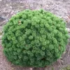 Pinus nigra 'Brepo' 35-45 C 7,5 L