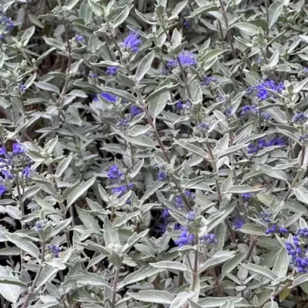 Caryopteris clandonensis 'Sterling Sillver'® 20-30 VKR2L